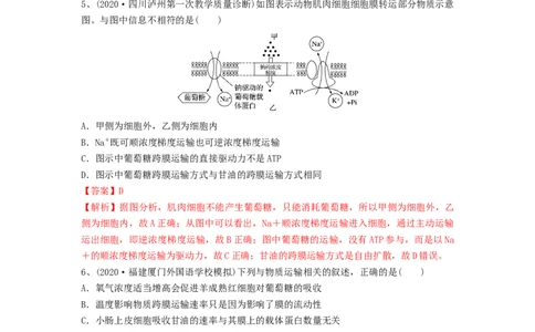 专题06细胞的物质输入和输出（精练）（解析版）_2024年新高考资料_1.2024一轮复习_备战2024年高考生物一轮复习串讲精练（新高考专用）