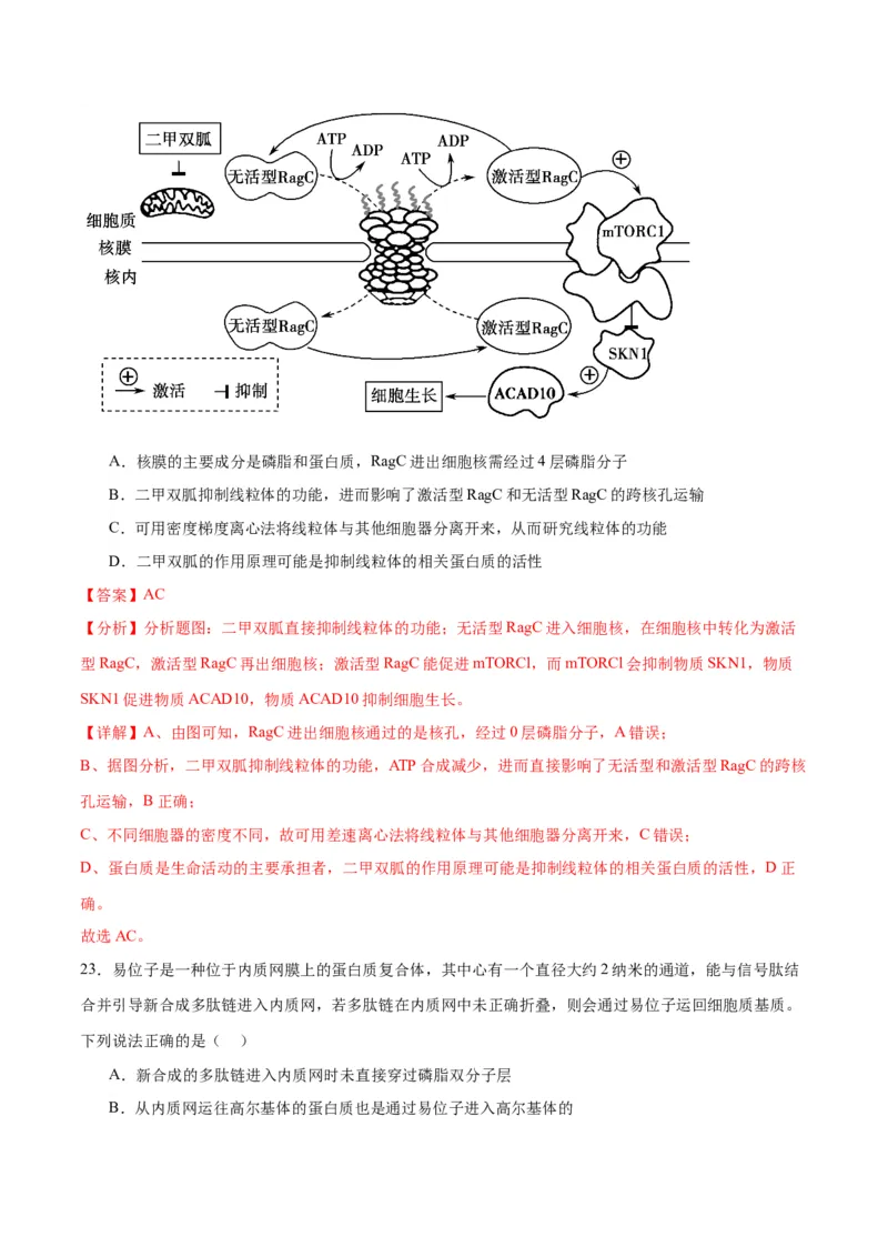 专题5细胞膜和细胞核（解析版)_2024年新高考资料_3.2024专项复习_备战2024年高考生物一轮复习重难点专项突破_专题05细胞膜和细胞核-备战2024年高考生物一轮复习重难点专项突破