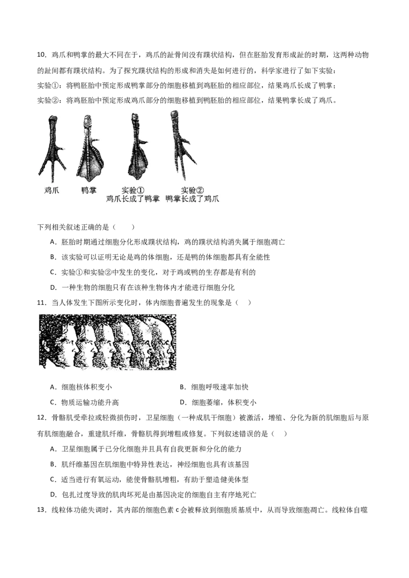 单元检测卷04细胞的生命历程（原卷版）_2024年新高考资料_1.2024一轮复习_2024年高考生物一轮复习考点通关卷（新高考通用）