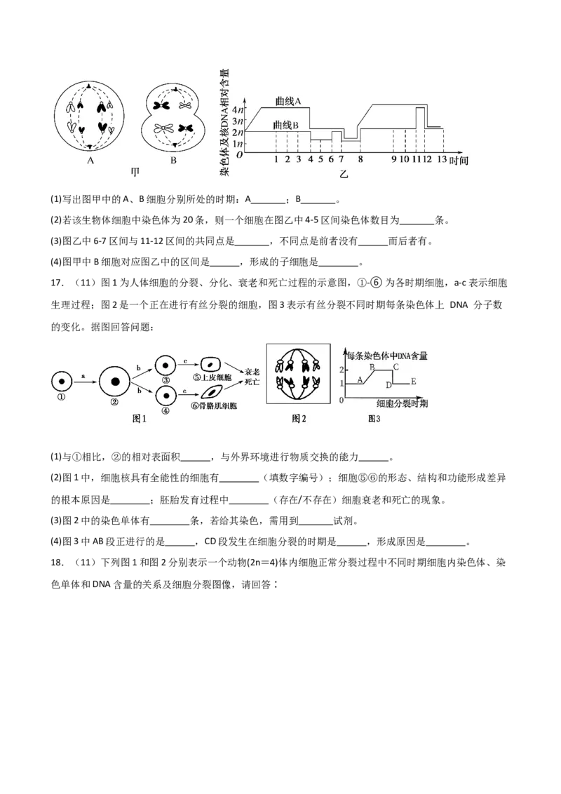 单元检测卷04细胞的生命历程（原卷版）_2024年新高考资料_1.2024一轮复习_2024年高考生物一轮复习考点通关卷（新高考通用）