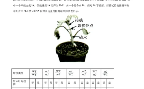 专题10植物生命活动的调节-2022年高考真题和模拟题生物分专题训练（学生版）_2024年新高考资料_1.2024一轮复习_赠2022年高考生物真题与模拟题分类