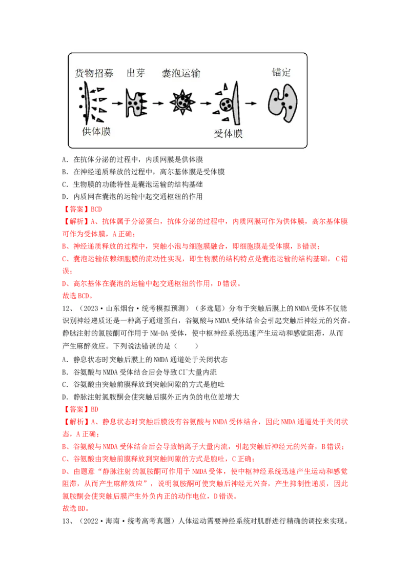 专题24神经调节（精练）（解析版）_2024年新高考资料_1.2024一轮复习_备战2024年高考生物一轮复习串讲精练（新高考专用）