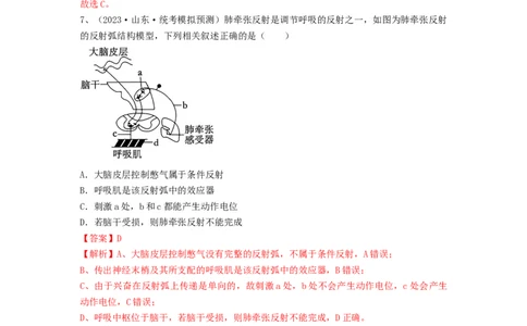专题24神经调节（精练）（解析版）_2024年新高考资料_1.2024一轮复习_备战2024年高考生物一轮复习串讲精练（新高考专用）