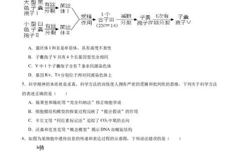 2024年高考冲刺模拟试卷（一）（解析版）_2024年新高考资料_5.2024三轮冲刺_2024年高考生物考前最后冲刺