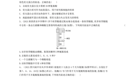 专题03蛋白质和核酸（精练）（原卷版）_2024年新高考资料_1.2024一轮复习_备战2024年高考生物一轮复习串讲精练（新高考专用）