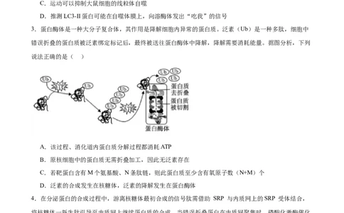 专题6细胞器和生物膜系统（原卷版)_2024年新高考资料_3.2024专项复习_备战2024年高考生物一轮复习重难点专项突破_专题06细胞器和生物膜系统-备战2024年高考生物一轮复习重难点专项突破