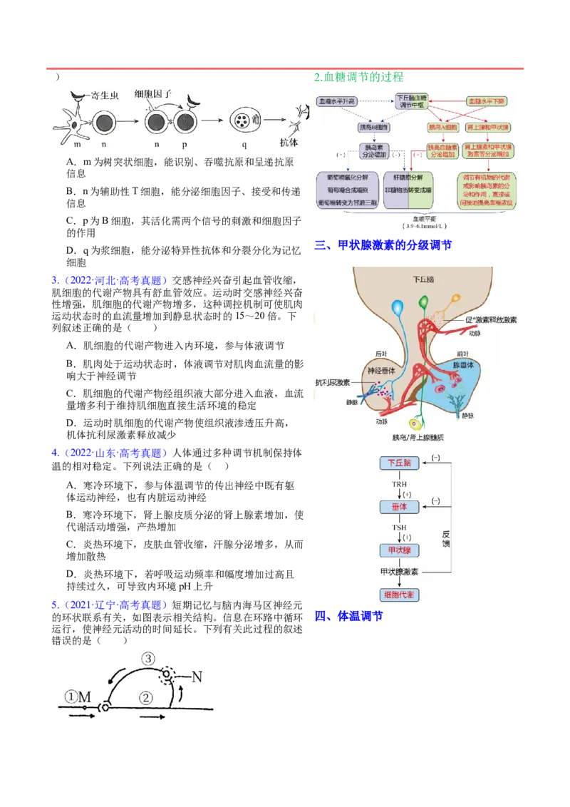 押新高考卷稳态与调节（解析版）-备战2024年高考生物临考题号押题（新高考通用）_2024年新高考资料_5.2024三轮冲刺_备战2024年高考生物临考题号押题（新高考通用）322745222