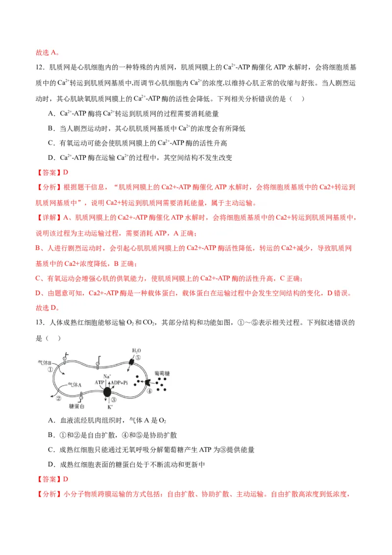 专题9细胞呼吸（解析版)_2024年新高考资料_3.2024专项复习_备战2024年高考生物一轮复习重难点专项突破_专题09细胞呼吸-备战2024年高考生物一轮复习重难点专项突破