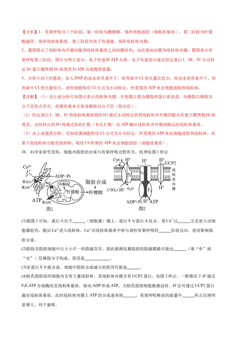 专题9细胞呼吸（解析版)_2024年新高考资料_3.2024专项复习_备战2024年高考生物一轮复习重难点专项突破_专题09细胞呼吸-备战2024年高考生物一轮复习重难点专项突破