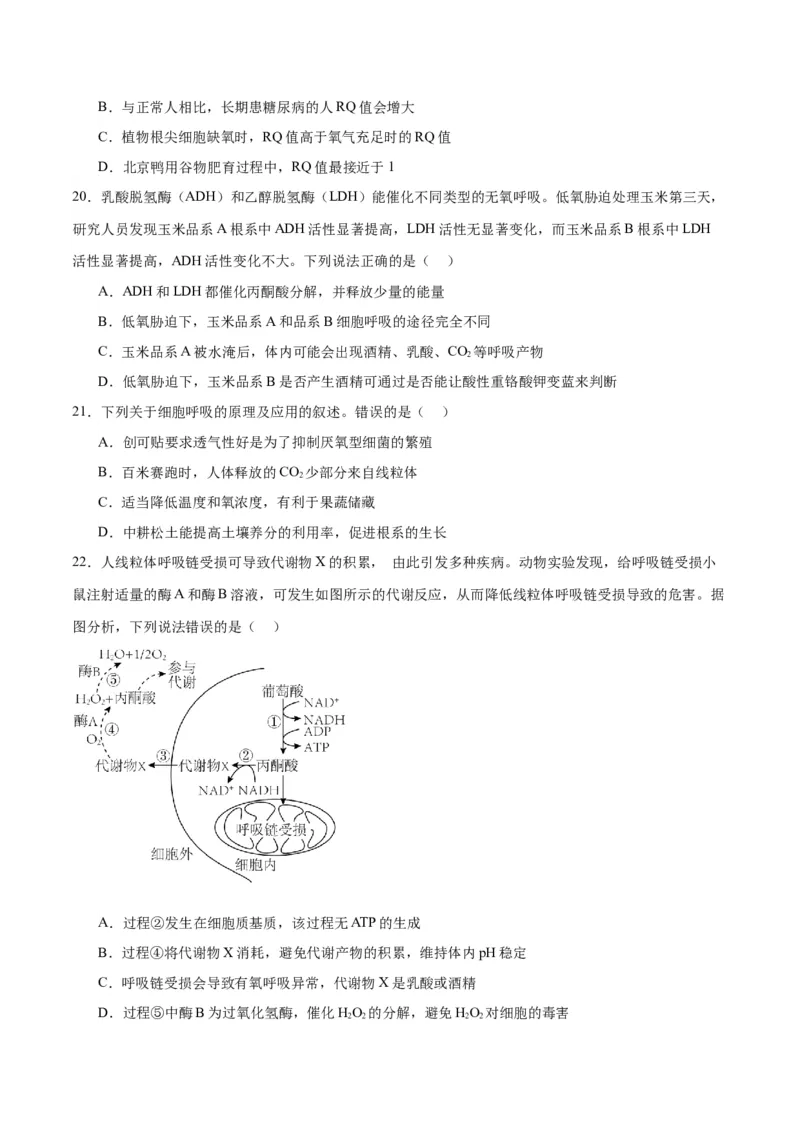 专题9细胞呼吸（原卷版)_2024年新高考资料_3.2024专项复习_备战2024年高考生物一轮复习重难点专项突破_专题09细胞呼吸-备战2024年高考生物一轮复习重难点专项突破