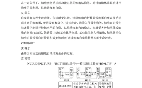 微专题6细胞自噬与细胞凋亡_2024年新高考资料_1.2024一轮复习_2024年高考生物一轮复习讲义（新人教版）_另附1套Word版题库_必修1_第四单元细胞的生命历程