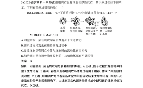 微专题6细胞自噬与细胞凋亡_2024年新高考资料_1.2024一轮复习_2024年高考生物一轮复习讲义（新人教版）_另附1套Word版题库_必修1_第四单元细胞的生命历程
