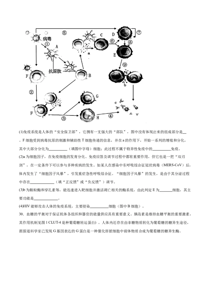 专题30免疫失调和免疫学的应用（原卷版)_2024年新高考资料_3.2024专项复习_备战2024年高考生物一轮复习重难点专项突破