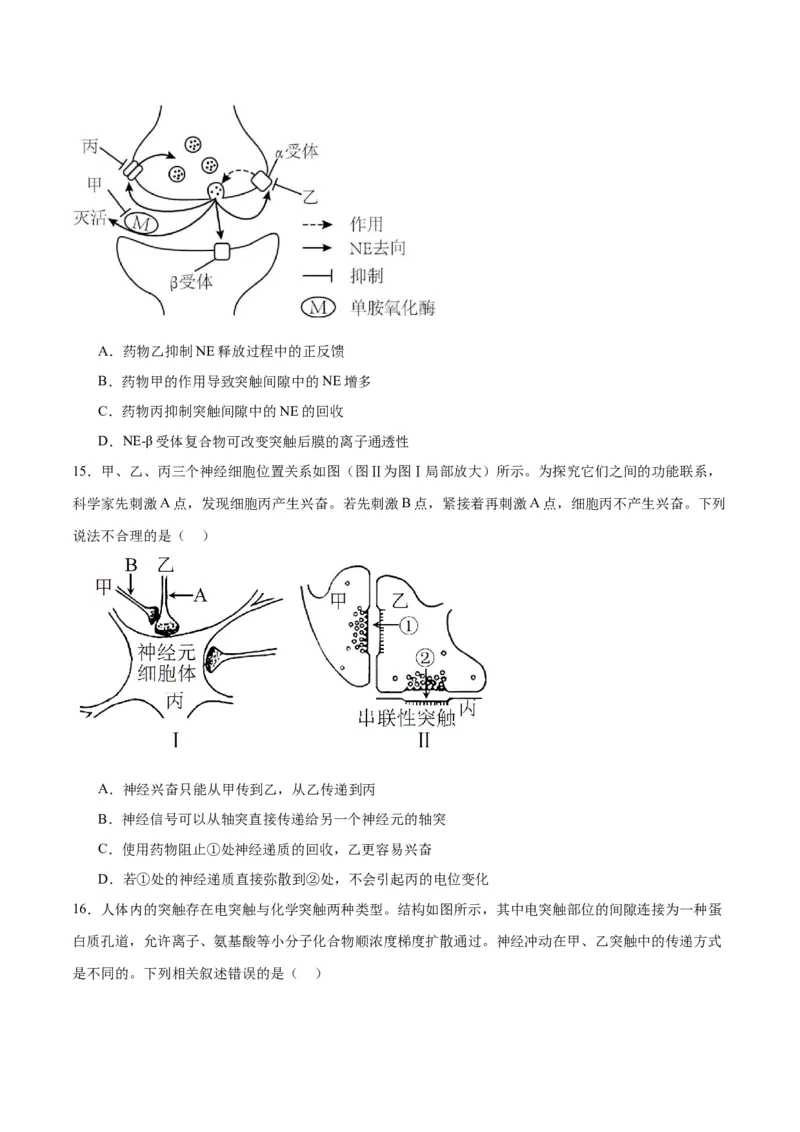 专题26神经调节（原卷版)_2024年新高考资料_3.2024专项复习_备战2024年高考生物一轮复习重难点专项突破_专题26神经调节-备战2024年高考生物一轮复习重难点专项突破