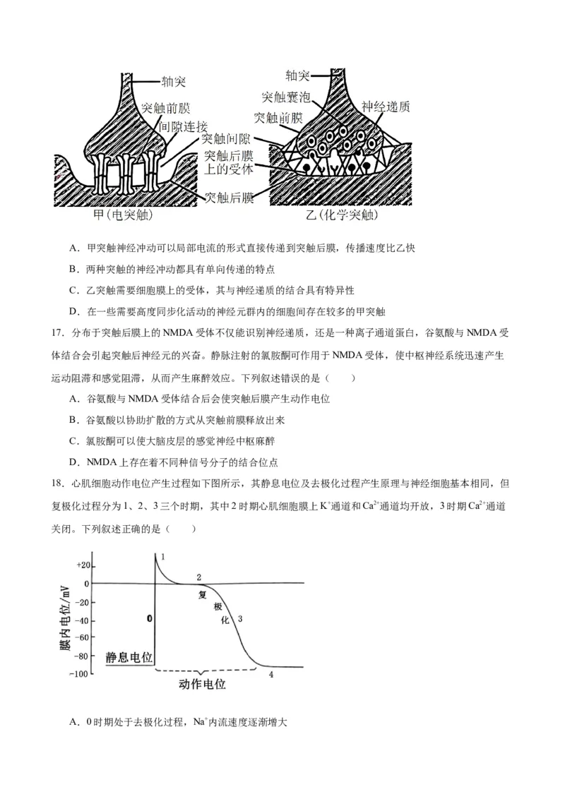 专题26神经调节（原卷版)_2024年新高考资料_3.2024专项复习_备战2024年高考生物一轮复习重难点专项突破_专题26神经调节-备战2024年高考生物一轮复习重难点专项突破