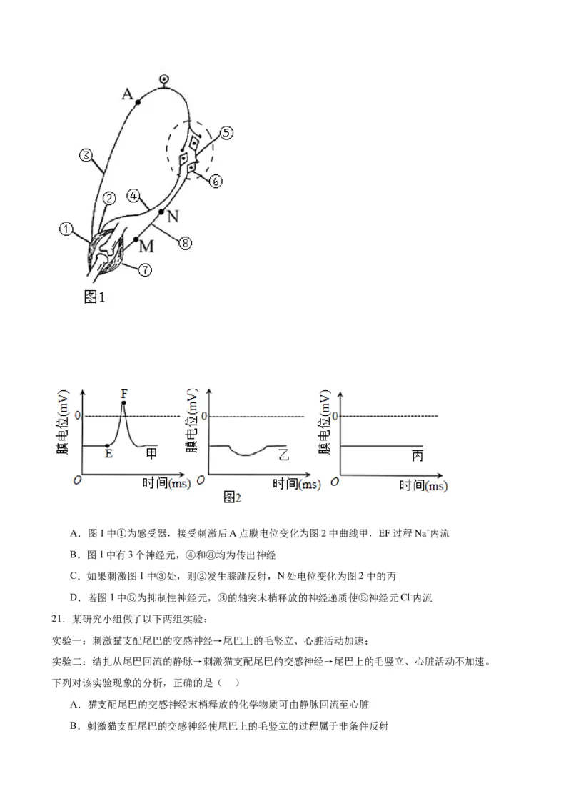 专题26神经调节（原卷版)_2024年新高考资料_3.2024专项复习_备战2024年高考生物一轮复习重难点专项突破_专题26神经调节-备战2024年高考生物一轮复习重难点专项突破