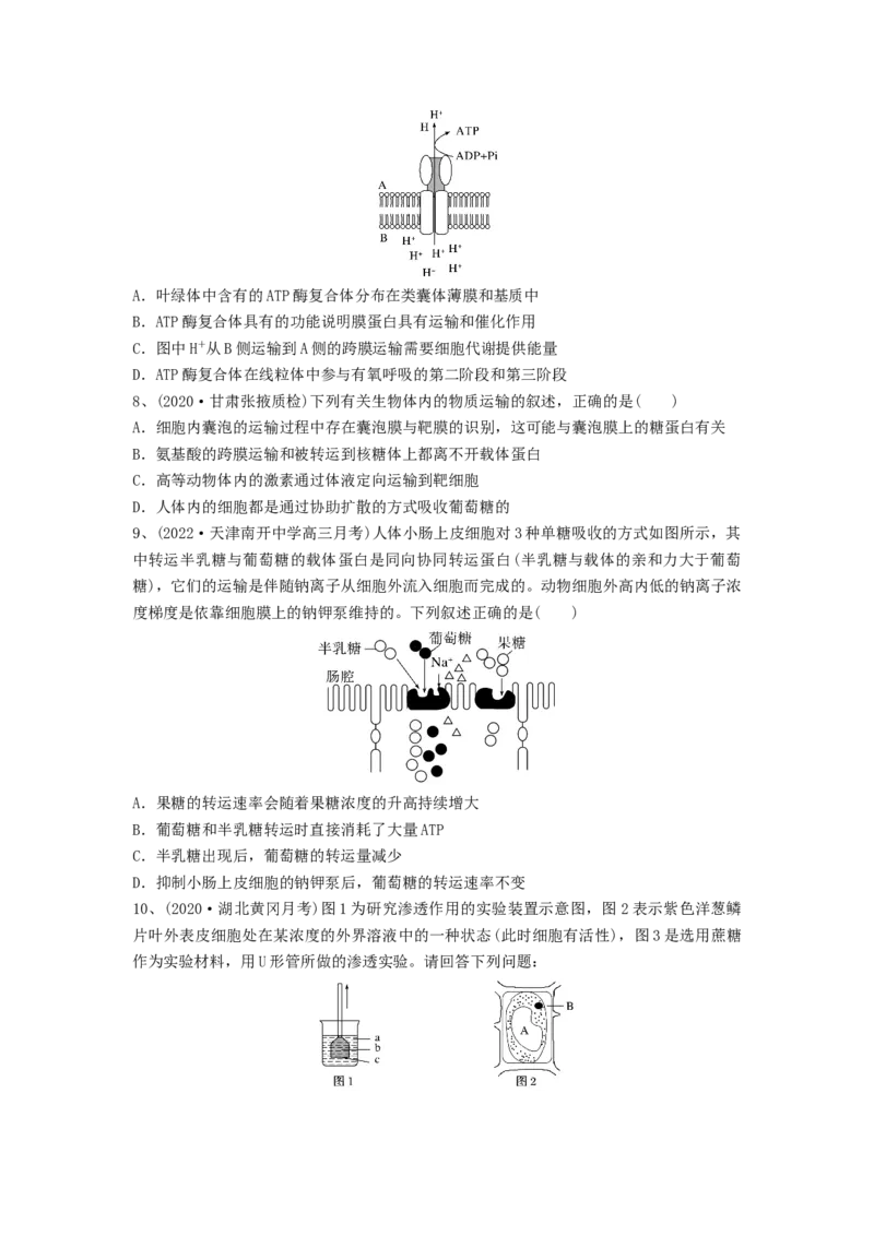 专题06细胞的物质输入和输出（精练）（原卷版）_2024年新高考资料_1.2024一轮复习_备战2024年高考生物一轮复习串讲精练（新高考专用）
