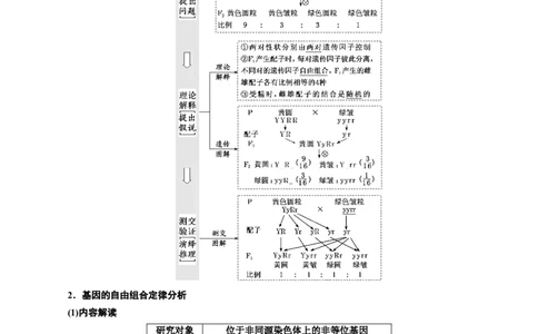 专题17自由组合（原卷版)_2024年新高考资料_3.2024专项复习_备战2024年高考生物一轮复习重难点专项突破_专题17自由组合定律