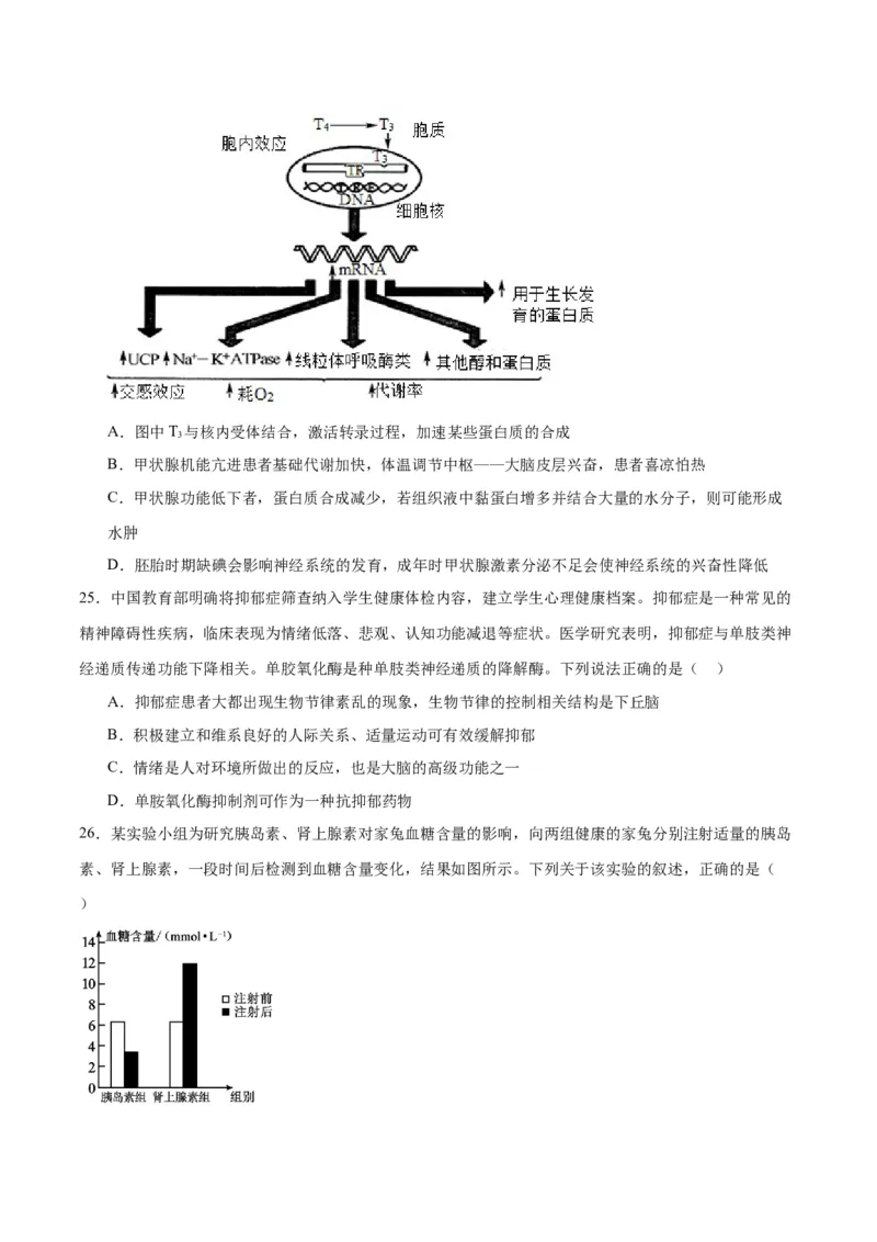 专题27体液调节（原卷版)_2024年新高考资料_3.2024专项复习_备战2024年高考生物一轮复习重难点专项突破_专题27体液调节-备战2024年高考生物一轮复习重难点专项突破