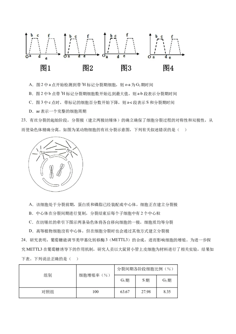 专题12细胞增殖（原卷版)_2024年新高考资料_3.2024专项复习_备战2024年高考生物一轮复习重难点专项突破_专题12细胞增殖