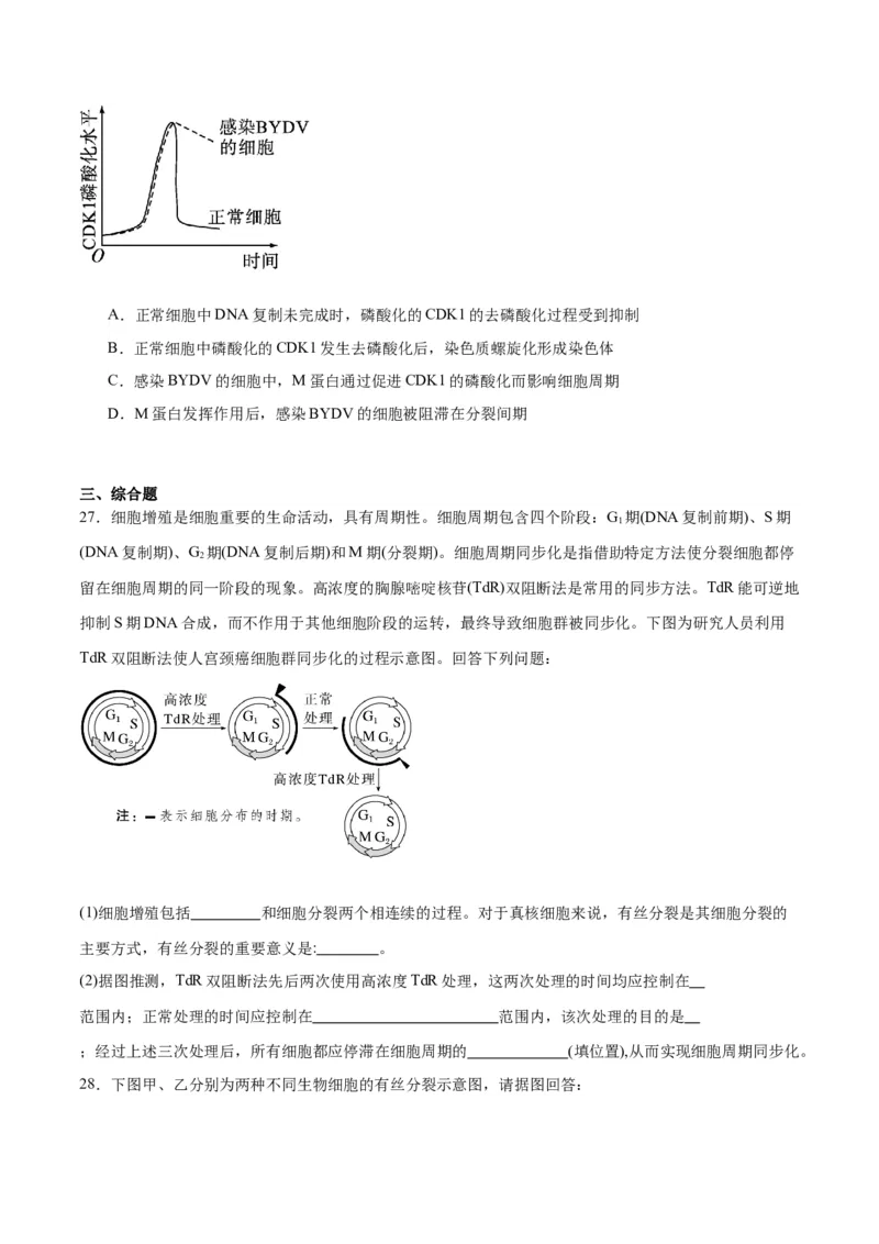 专题12细胞增殖（原卷版)_2024年新高考资料_3.2024专项复习_备战2024年高考生物一轮复习重难点专项突破_专题12细胞增殖
