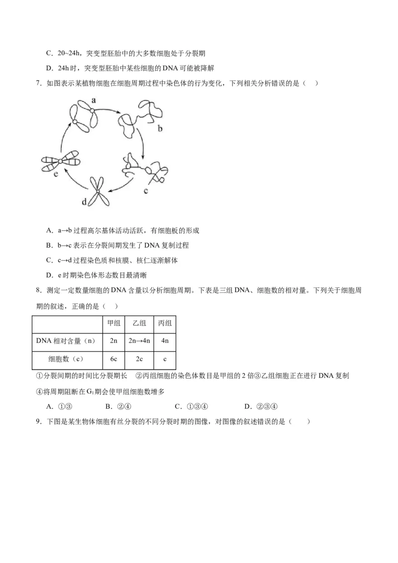 专题12细胞增殖（原卷版)_2024年新高考资料_3.2024专项复习_备战2024年高考生物一轮复习重难点专项突破_专题12细胞增殖