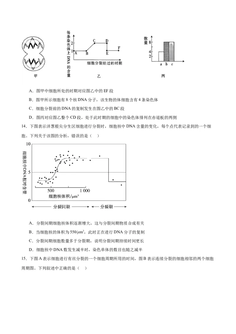 专题12细胞增殖（原卷版)_2024年新高考资料_3.2024专项复习_备战2024年高考生物一轮复习重难点专项突破_专题12细胞增殖
