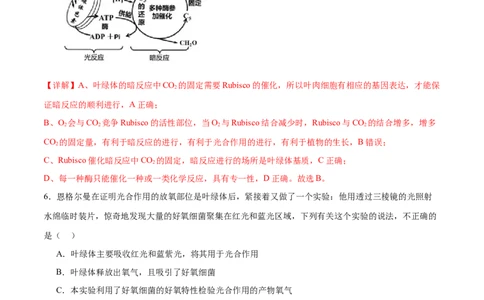 专题二细胞的能量供应和利用（测试）（解析版）_2024年新高考资料_2.2024二轮复习_2024年高考生物二轮复习讲练测（新教材新高考）