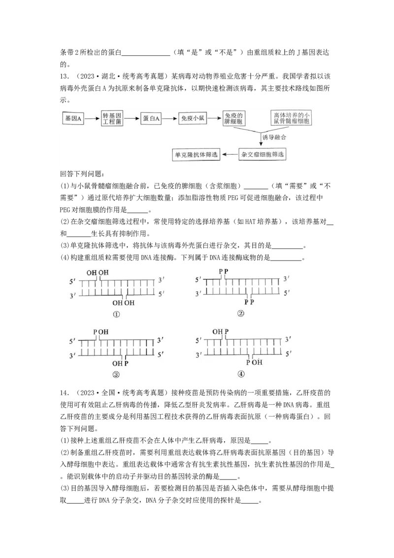 专题24基因工程（原卷版）_2024年新高考资料_1.2024一轮复习_备战2024年高考生物一轮复习抢分特训（全国通用）_专题24基因工程-备战2024年高考生物一轮复习抢分特训（全国通用）