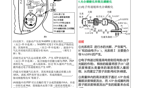 押新高考卷分子与细胞（原卷版）-备战2024年高考生物临考题号押题（新高考通用）(2)_2024年新高考资料_5.2024三轮冲刺_备战2024年高考生物临考题号押题（新高考通用）322745222