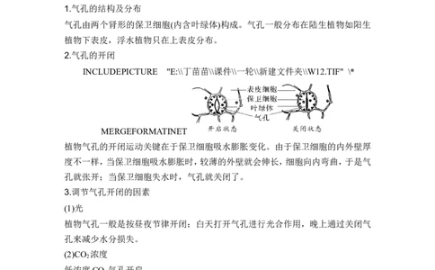微专题3气孔与细胞代谢_2024年新高考资料_1.2024一轮复习_2024年高考生物一轮复习讲义（新人教版）_另附1套Word版题库_必修1_第三单元细胞的能量供应和利用