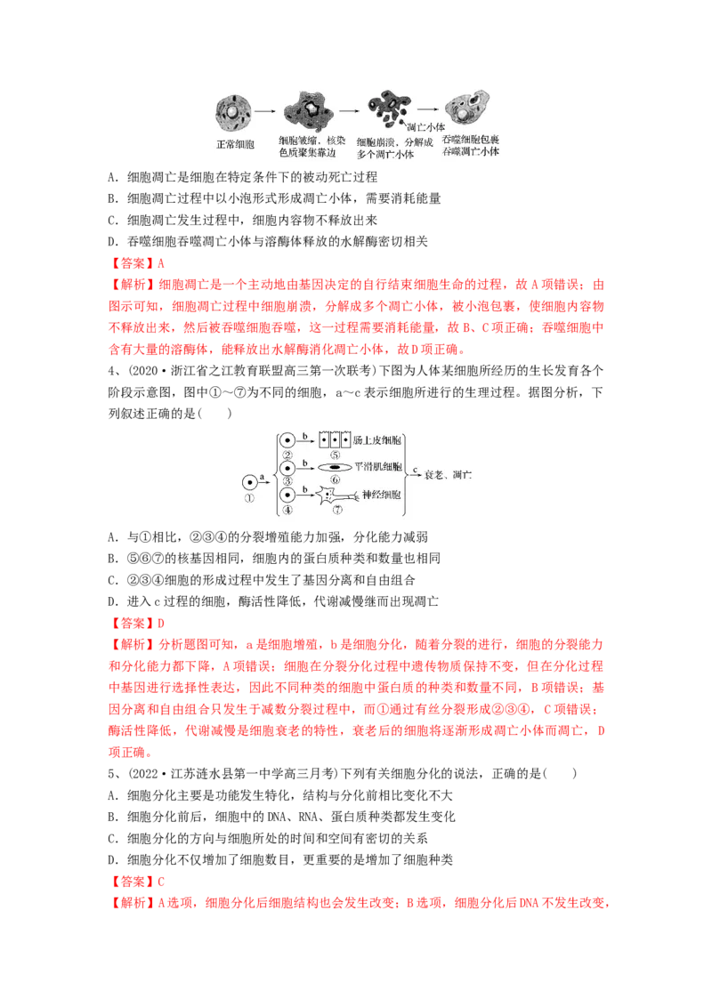 专题13细胞的分化、衰老和死亡（精练）（解析版）_2024年新高考资料_1.2024一轮复习_备战2024年高考生物一轮复习串讲精练（新高考专用）