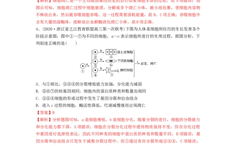 专题13细胞的分化、衰老和死亡（精练）（解析版）_2024年新高考资料_1.2024一轮复习_备战2024年高考生物一轮复习串讲精练（新高考专用）