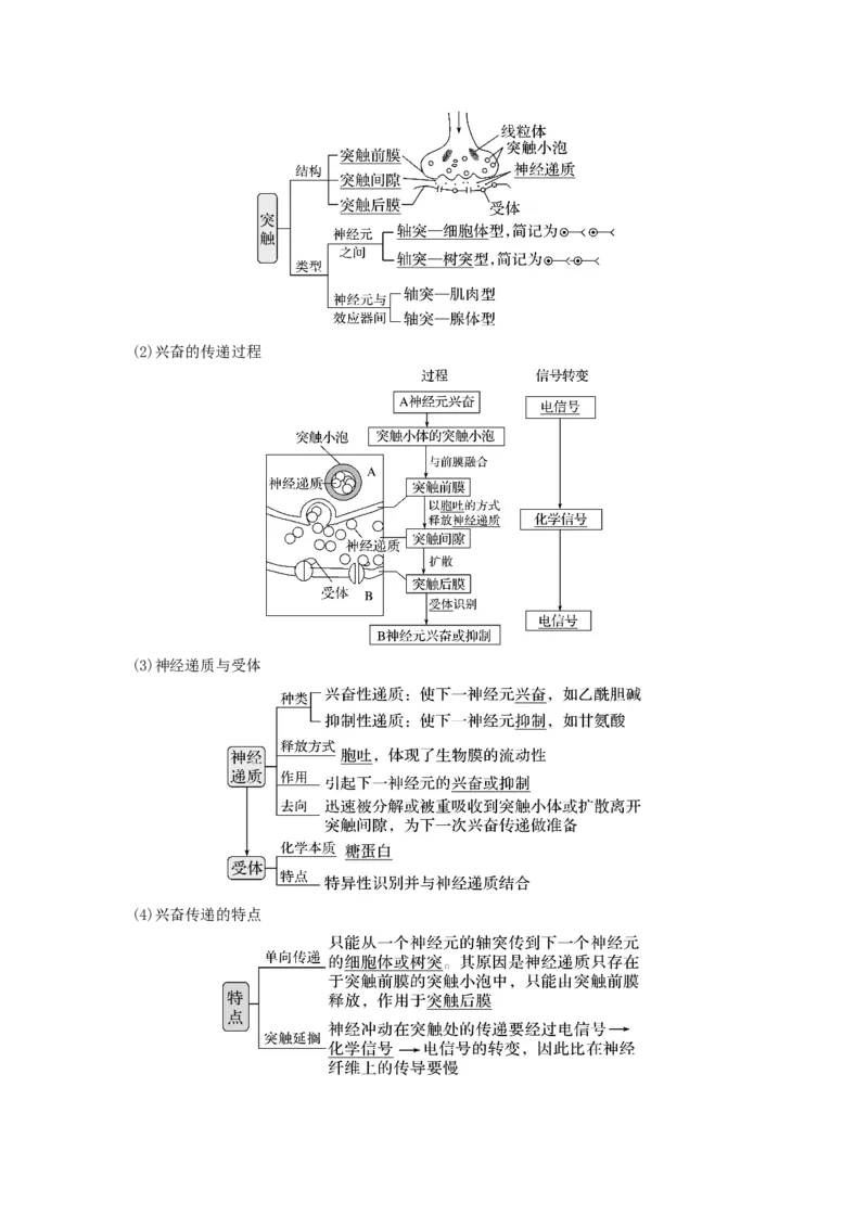 专题24神经调节（串讲）（解析版）_2024年新高考资料_1.2024一轮复习_备战2024年高考生物一轮复习串讲精练（新高考专用）