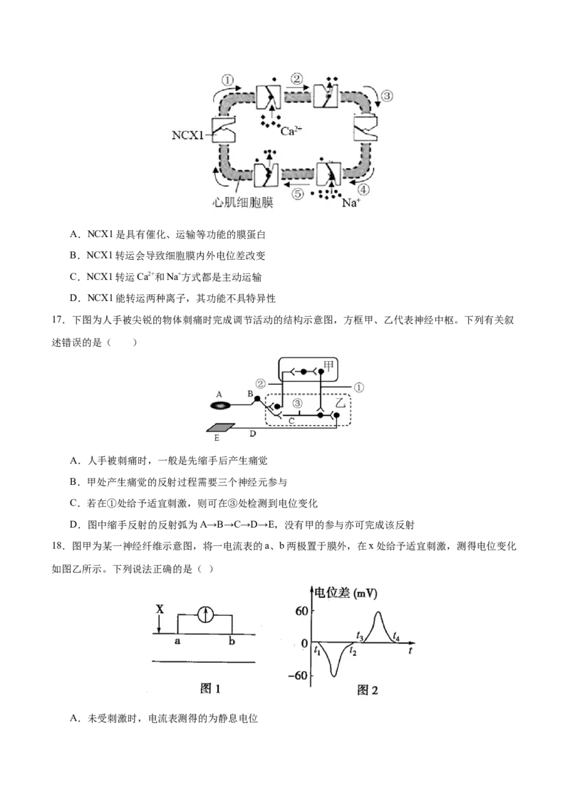 专题六稳态与调节（测试）（原卷版）_2024年新高考资料_2.2024二轮复习_2024年高考生物二轮复习讲练测（新教材新高考）