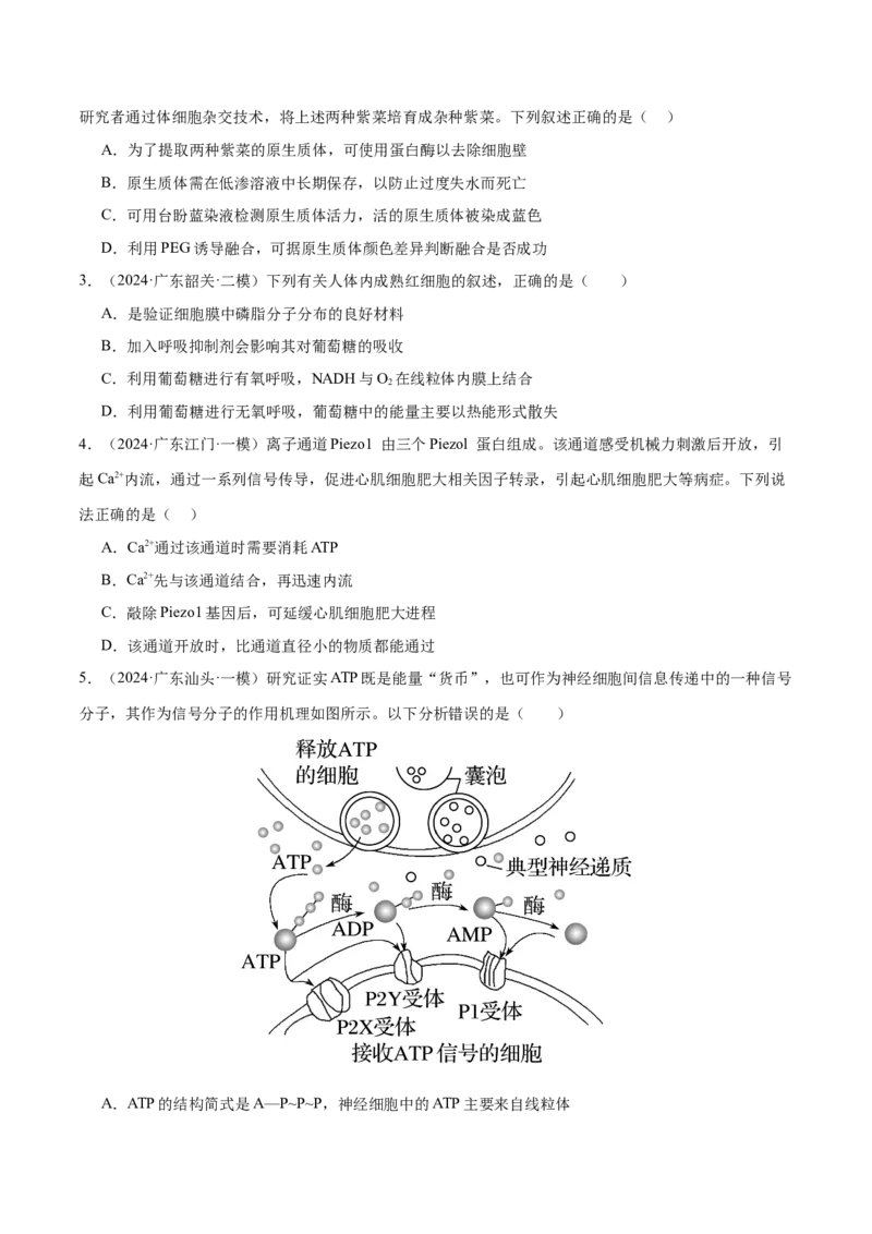 押广东卷选择题细胞的能量供应和生命历程（原卷版）_2024年新高考资料_5.2024三轮冲刺_备战2024年高考生物临考题号押题（广东专用）323137816