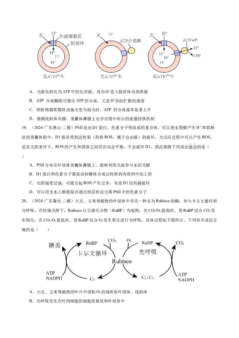 押广东卷选择题细胞的能量供应和生命历程（原卷版）_2024年新高考资料_5.2024三轮冲刺_备战2024年高考生物临考题号押题（广东专用）323137816