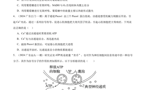 押广东卷选择题细胞的能量供应和生命历程（原卷版）_2024年新高考资料_5.2024三轮冲刺_备战2024年高考生物临考题号押题（广东专用）323137816