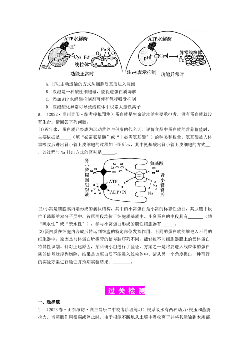 专题07物质的运输（原卷版）_2024年新高考资料_1.2024一轮复习_备战2024年高考生物一轮复习抢分特训（全国通用）_专题07+物质的运输-备战2024年高考生物一轮复习抢分特训（全国通用）