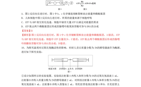 专题07酶和ATP（精练）（解析版）_2024年新高考资料_1.2024一轮复习_备战2024年高考生物一轮复习串讲精练（新高考专用）