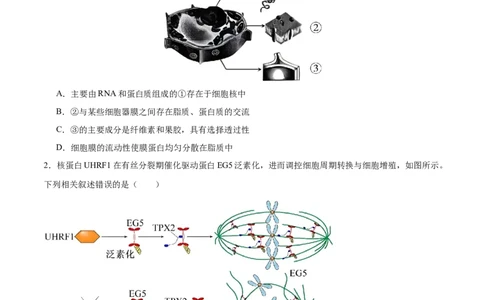 2024年高考冲刺模拟试卷（二）（解析版）_2024年新高考资料_5.2024三轮冲刺_2024年高考生物考前最后冲刺