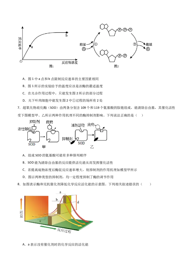 单元检测卷03细胞的能量供应和利用（原卷版）_2024年新高考资料_1.2024一轮复习_2024年高考生物一轮复习考点通关卷（新高考通用）