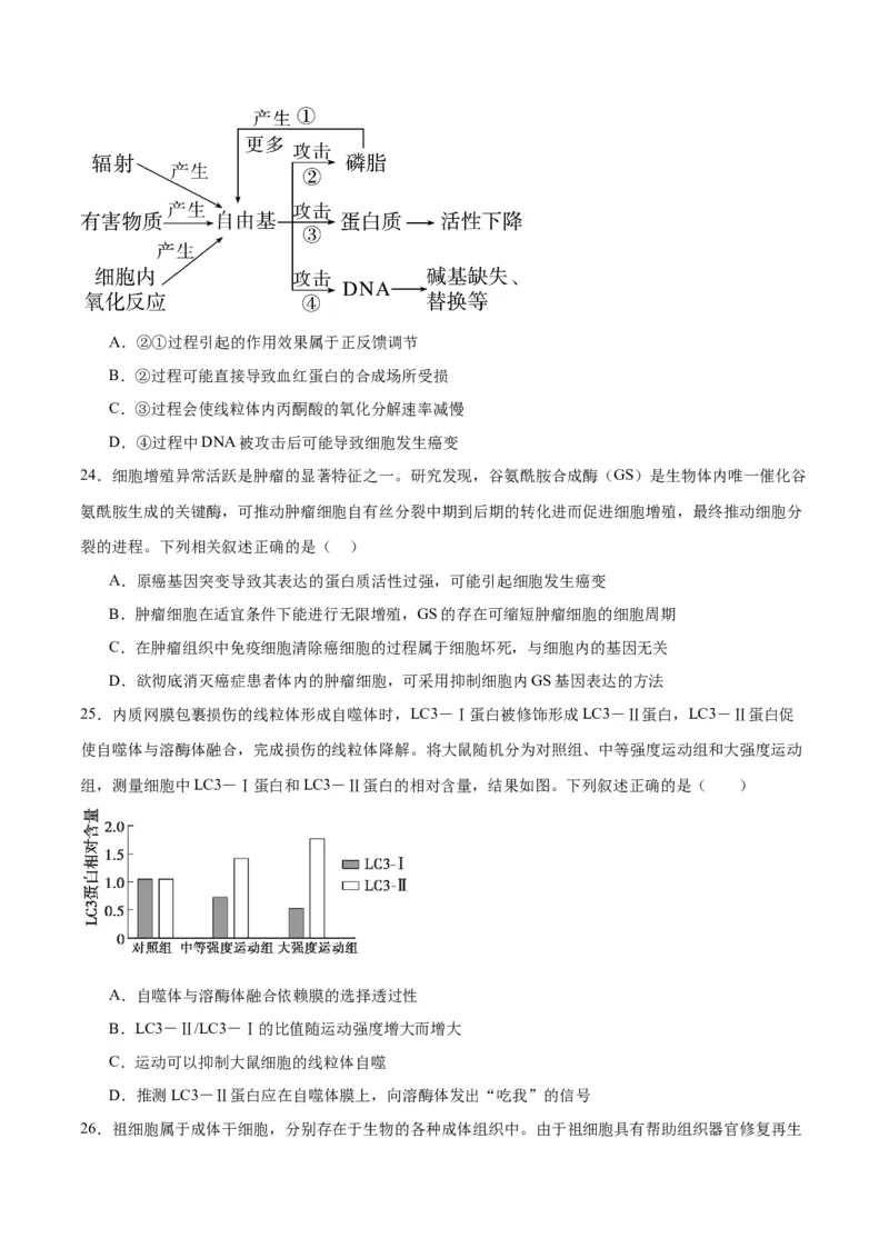 专题14细胞分化、衰老、凋亡和癌变（原卷版)_2024年新高考资料_3.2024专项复习_备战2024年高考生物一轮复习重难点专项突破_专题14细胞分化、衰老、凋亡和癌变