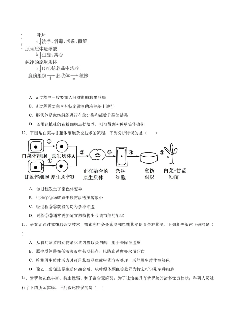 专题40植物细胞工程（原卷版）_2024年新高考资料_3.2024专项复习_备战2024年高考生物一轮复习重难点专项突破_专题40植物细胞工程-备战2024年高考生物一轮复习重难点专项突破