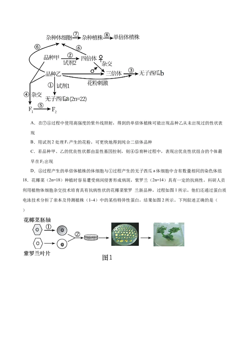 专题40植物细胞工程（原卷版）_2024年新高考资料_3.2024专项复习_备战2024年高考生物一轮复习重难点专项突破_专题40植物细胞工程-备战2024年高考生物一轮复习重难点专项突破