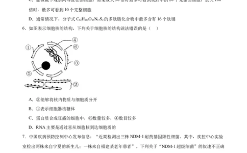 专题一细胞的物质基础和结构基础（测试）（原卷版）_2024年新高考资料_2.2024二轮复习_2024年高考生物二轮复习讲练测（新教材新高考）