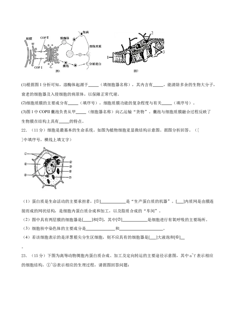 专题一细胞的物质基础和结构基础（测试）（原卷版）_2024年新高考资料_2.2024二轮复习_2024年高考生物二轮复习讲练测（新教材新高考）