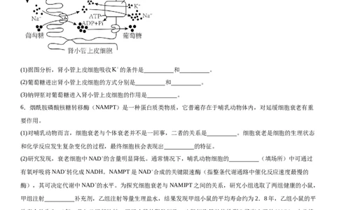 专题一分子与细胞（综合题特训）-2024年高考生物二轮复习专题训练（全国通用）（解析版）_2024年新高考资料_2.2024二轮复习_2024年高考生物二轮复习专题训练（全国通用）