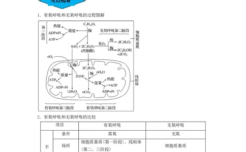 专题08细胞呼吸（串讲）（原卷版）_2024年新高考资料_1.2024一轮复习_备战2024年高考生物一轮复习串讲精练（新高考专用）