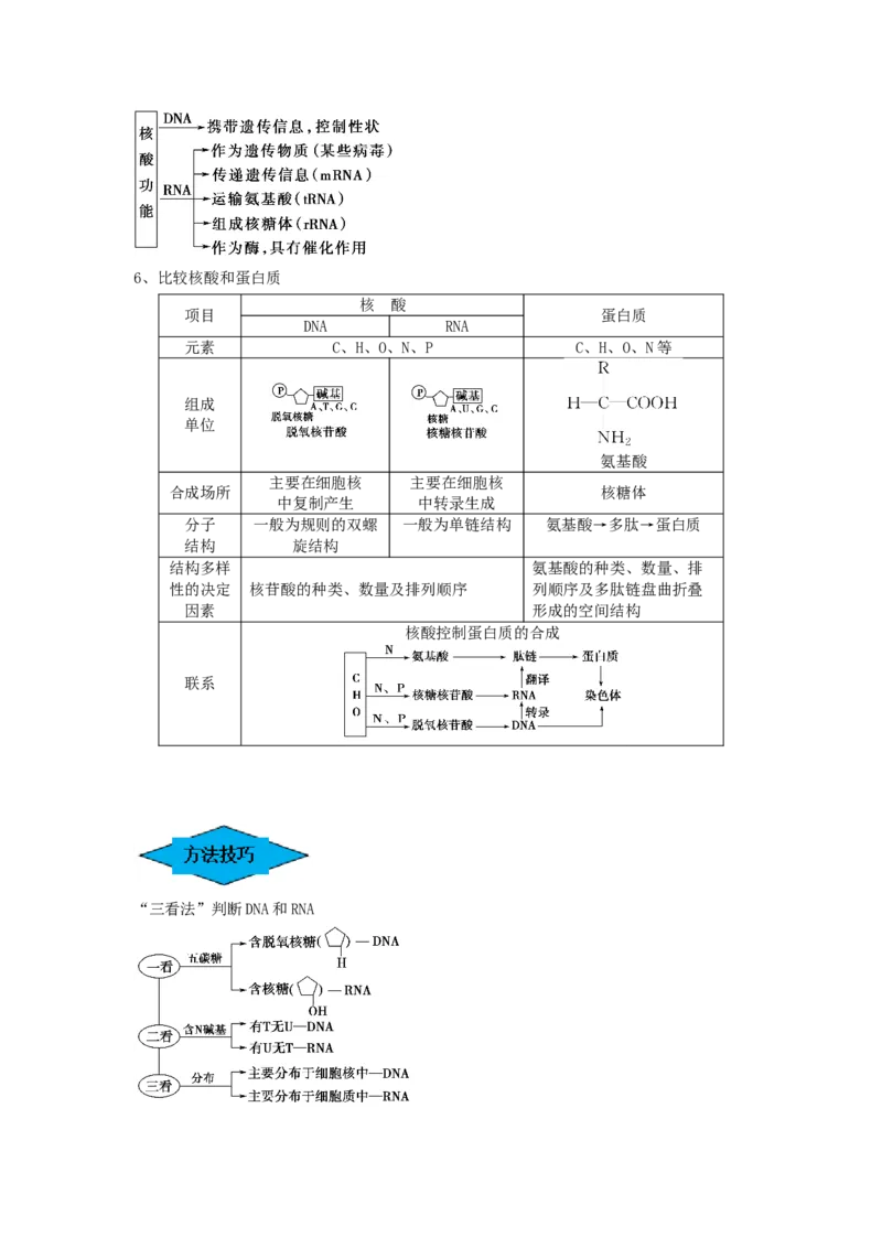 专题03蛋白质和核酸（串讲）（解析版）_2024年新高考资料_1.2024一轮复习_备战2024年高考生物一轮复习串讲精练（新高考专用）